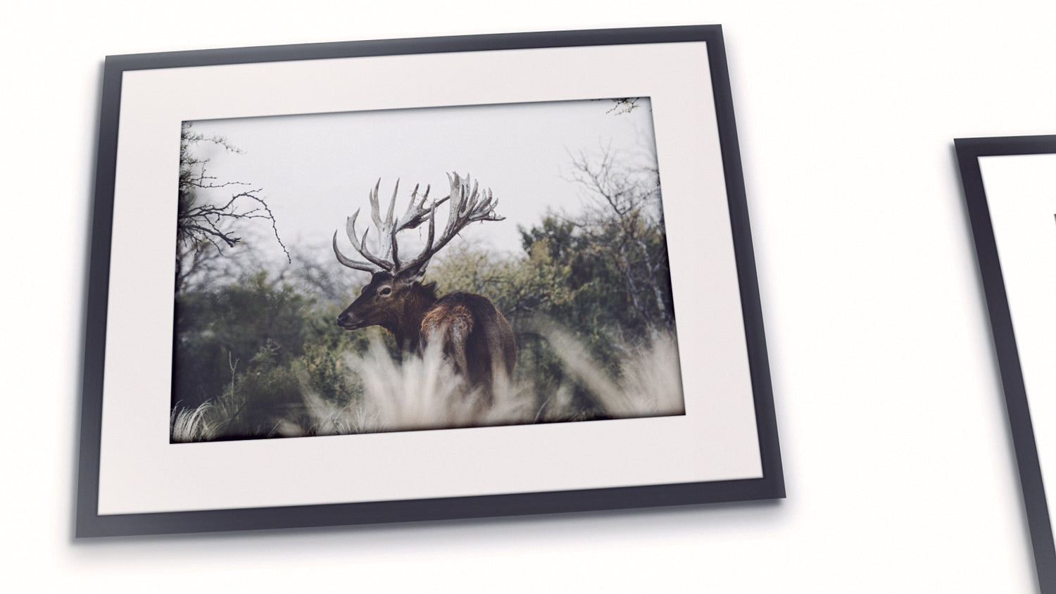 Red Deer, Argentina