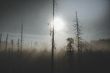Sunny Forest Jämtland