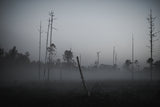 Småland's Brandskog