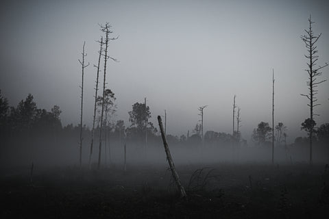 Småländsk Brandskog