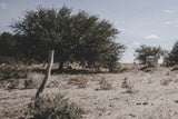 Argentine pasture